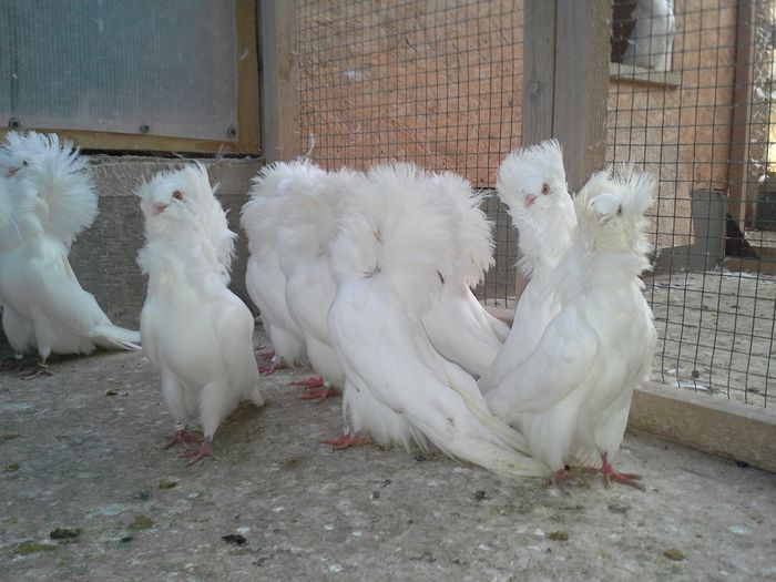 gulerati pui 2 oct 007