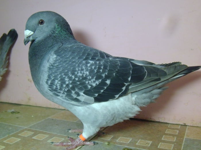 VINDUT