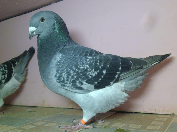 VINDUT