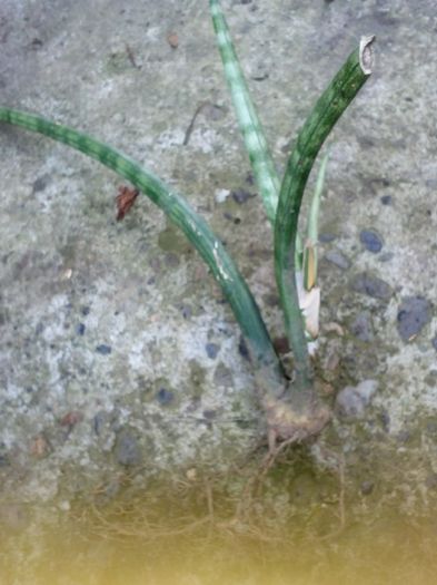 sanseveria cilindrica - nu mai e disponibila - daruita lui andreiandrei - Surplusuri