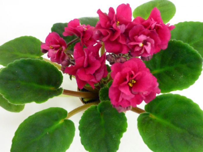 littlewichita_01 - violete