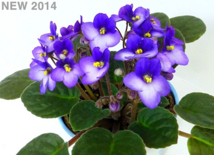 lucia_01 - violete