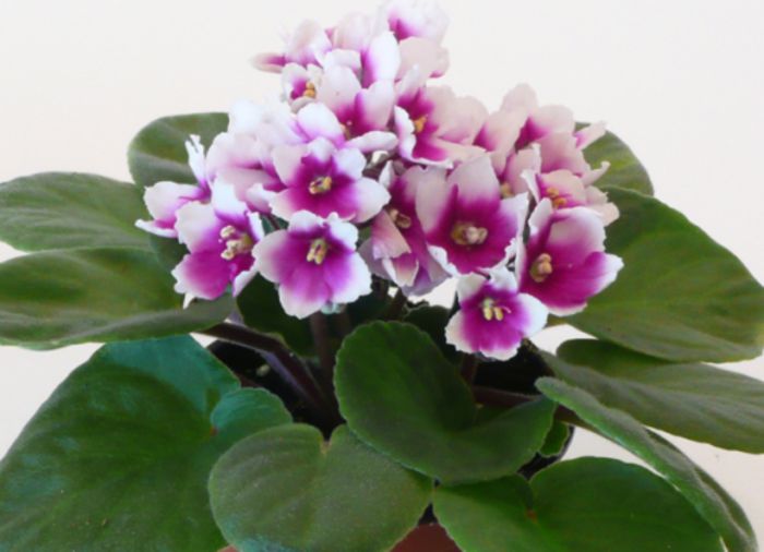 mycharm_01 - violete