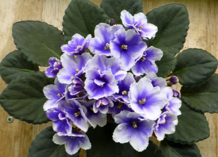 mydarling_01 - violete