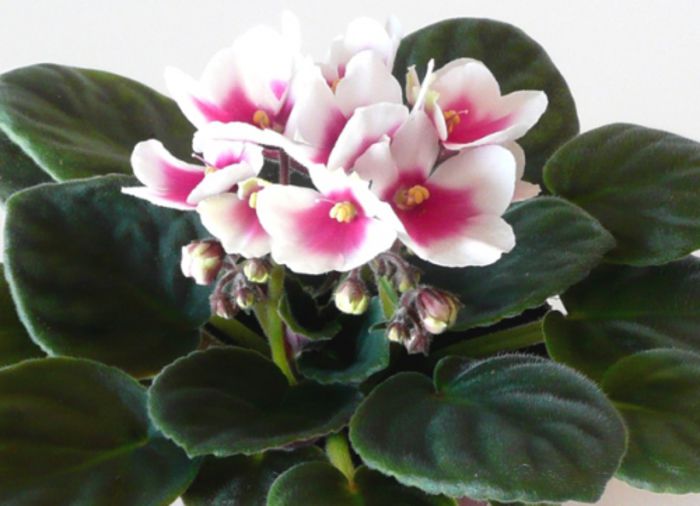 mydesire_01 - violete