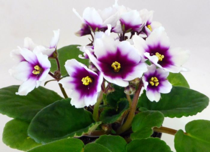 mylove_01 - violete