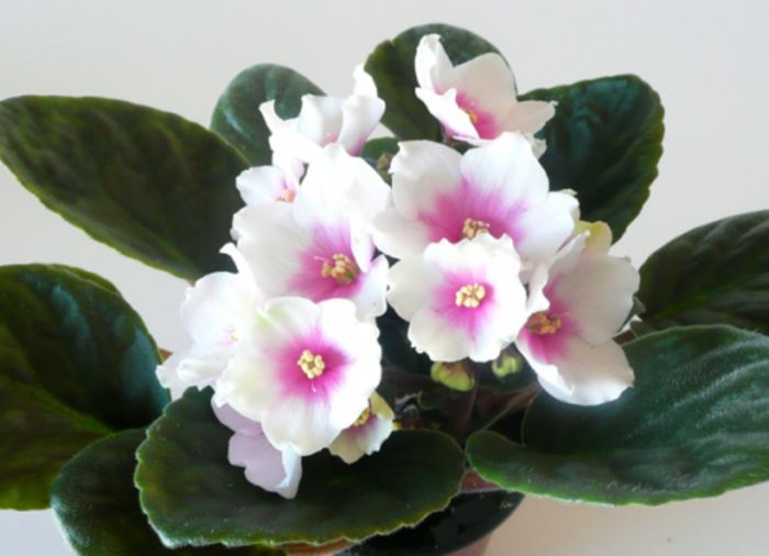 mypassion_01 - violete