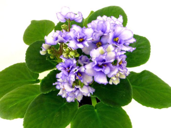 tennesseeii_01 - violete