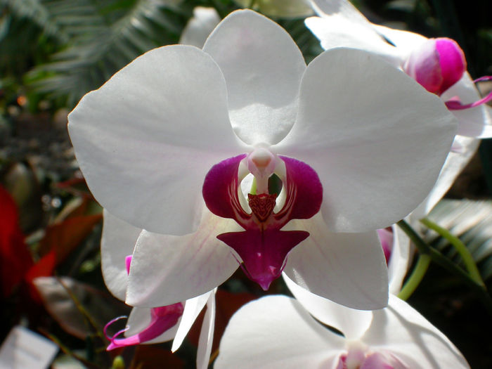 orhidee4 - orhidee