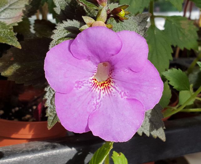 Texas Spotted Leopard