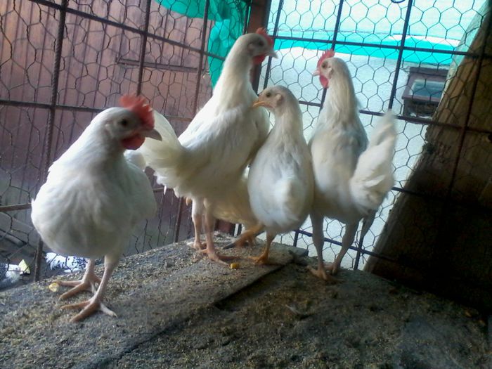 italiana alba pitica