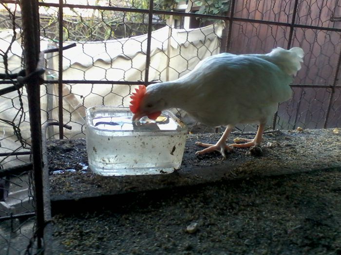 italiana alba pitica