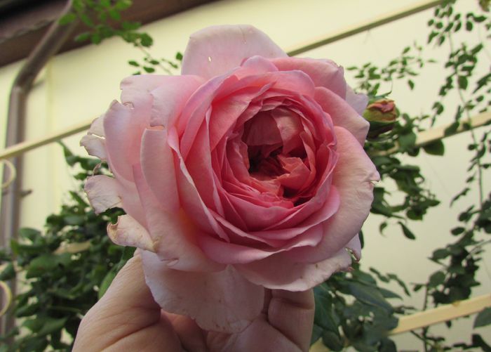 3 oct, Abraham DArby