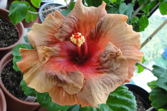  - A0-Hibiscus 2015-2