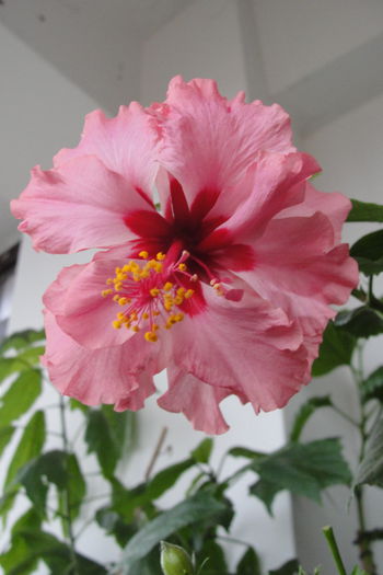  - A0-Hibiscus  Hankins sport