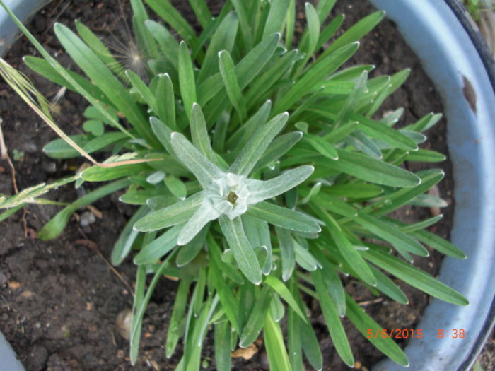 floare de colt boboc - Gradina Casa si Plante Rare sau Deosebite pentru Sanatate2