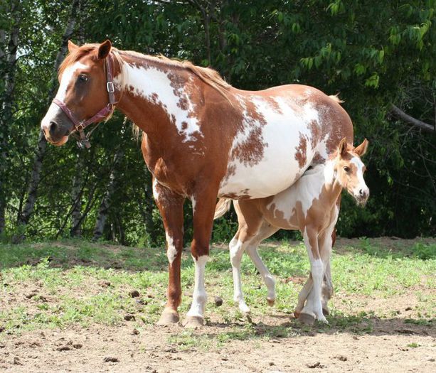 Iapa cu manzul paint horse - CAI DE RASA SI CATEVA OI POZE DEOSEBITE