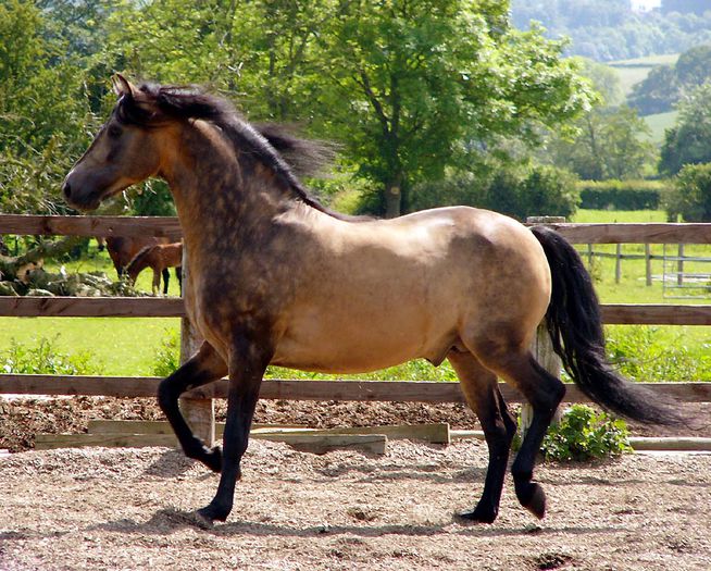 Morgan horse - 4 - CAI DE RASA SI CATEVA OI POZE DEOSEBITE