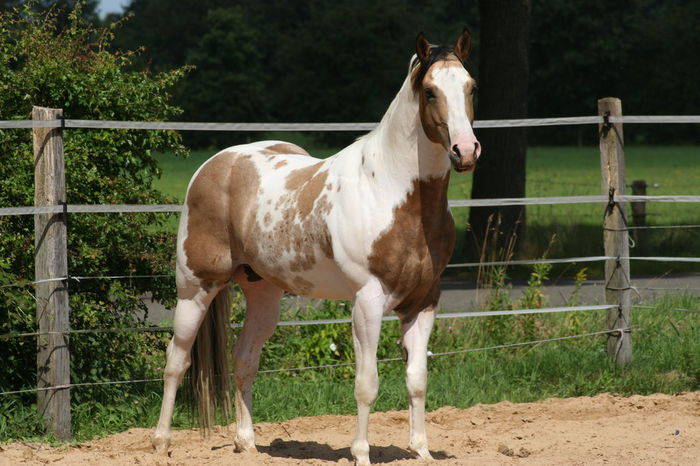 Paint horse la soare - CAI DE RASA SI CATEVA OI POZE DEOSEBITE