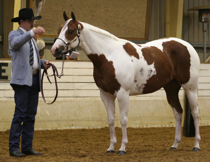 Paint Horse-765 - CAI DE RASA SI CATEVA OI POZE DEOSEBITE