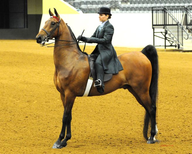 Rasa Saddlebred cu femeie calare - CAI DE RASA SI CATEVA OI POZE DEOSEBITE