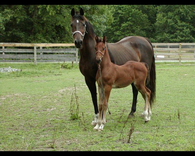 Rasa Saddlebred cu manzuc - CAI DE RASA SI CATEVA OI POZE DEOSEBITE