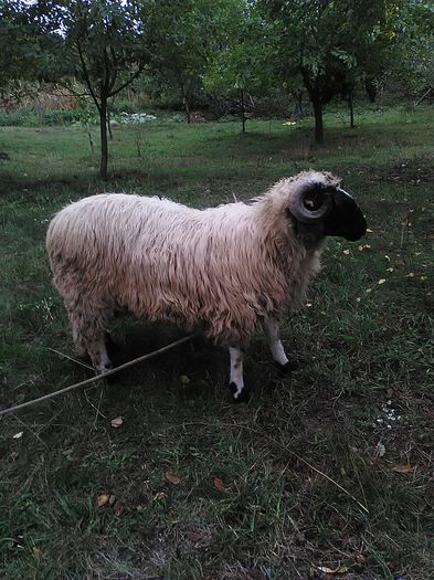 tineret 2015; berbecut breaz
