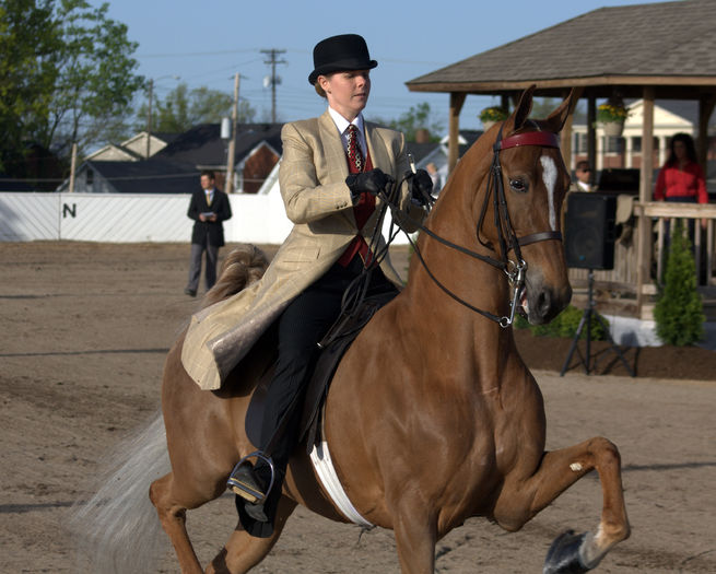 Doamna si calul Saddlebred eleganti - CAI DE RASA SI CATEVA OI POZE DEOSEBITE