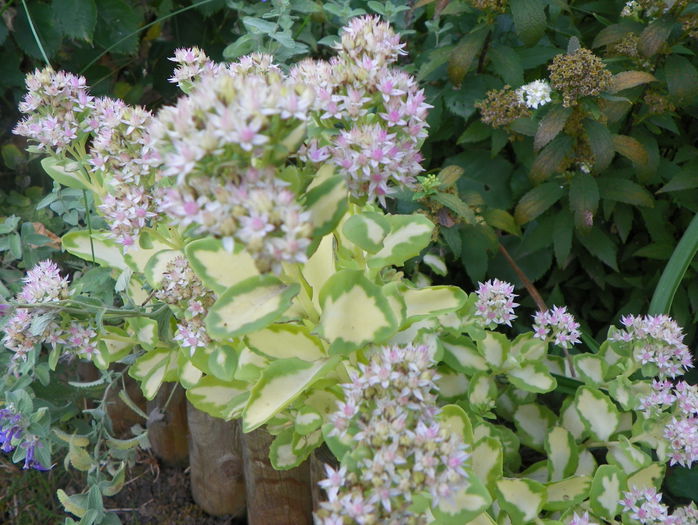 sedum mediovariegatum