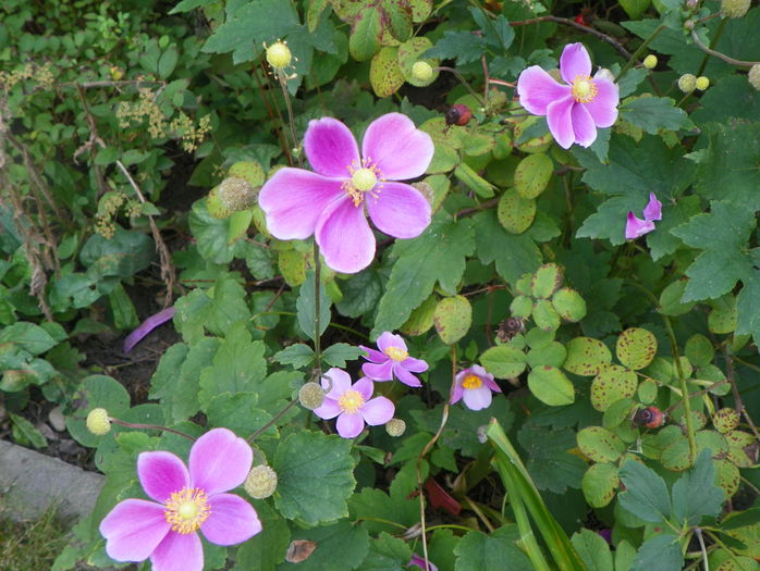 anemone Praecox