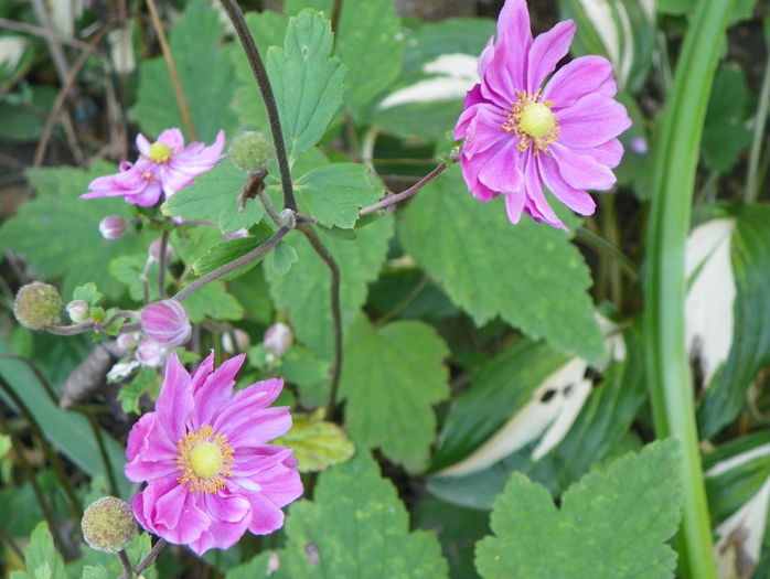 anemone jap. Pamina