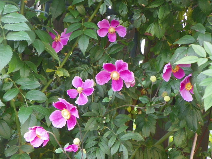 anemone Hadspen Abundance