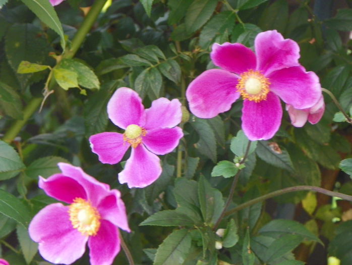 anemone Hadspen Abundance