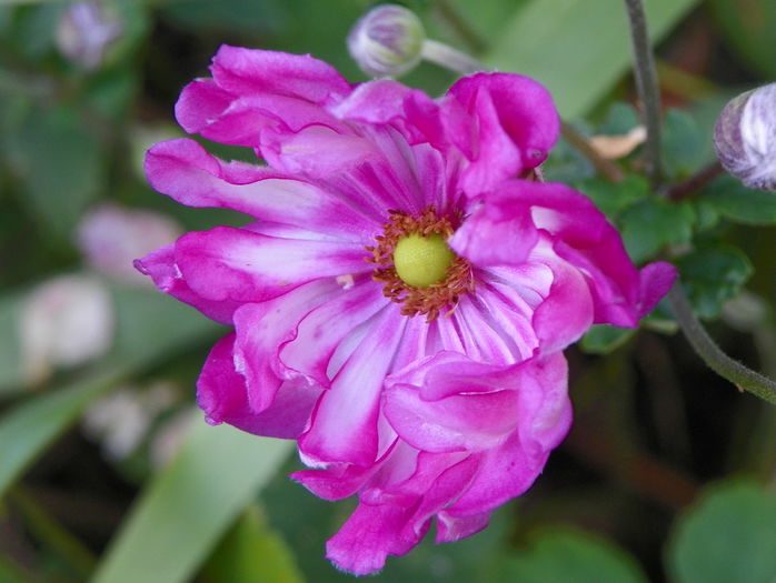 anemone Prinz Heinrich - Toamna 2015