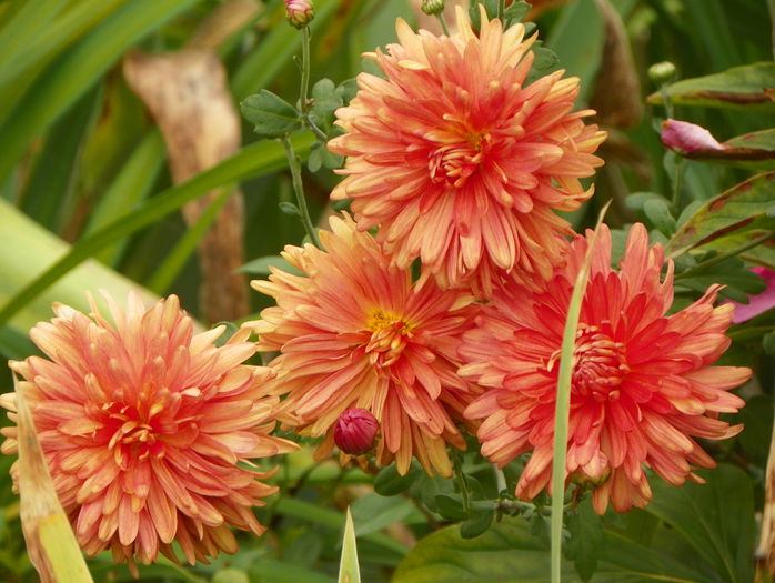 30 sept 037