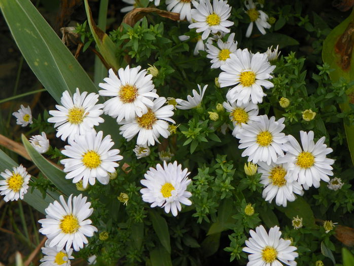 aster Schneekissen