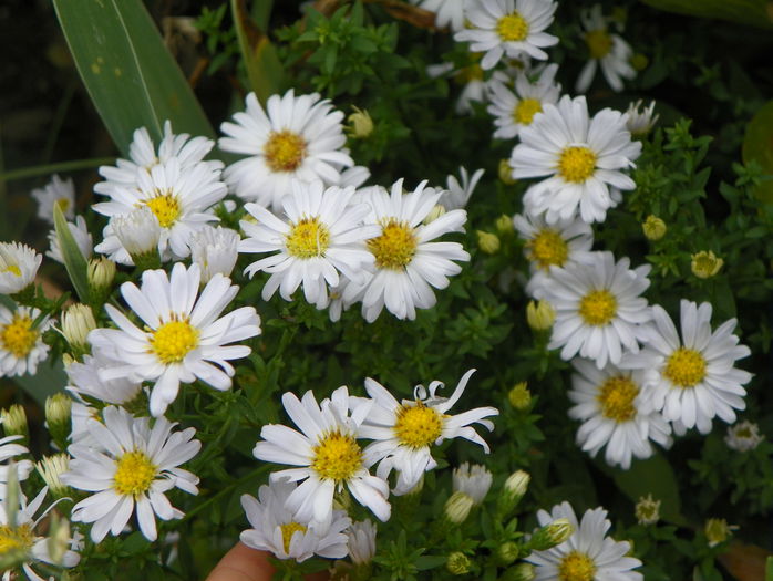 aster Schneekissen - Toamna 2015