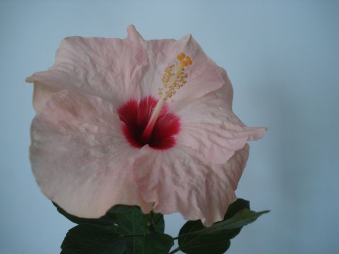 DSC03853 - HIBISCUS 2015