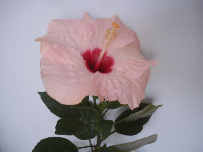 DSC03855 - HIBISCUS 2015