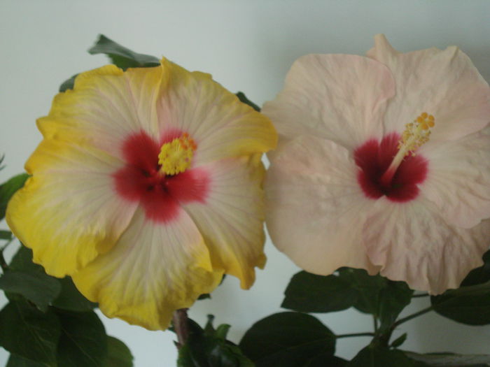 DSC03861 - HIBISCUS 2015