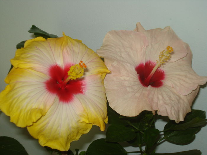 DSC03864 - HIBISCUS 2015