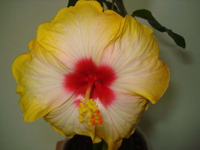 DSC03846 - Hibiscus Amanda Dubin