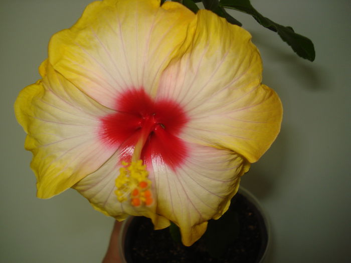 DSC03852 - Hibiscus Amanda Dubin