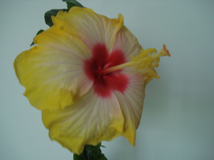 DSC03841 - Hibiscus Amanda Dubin