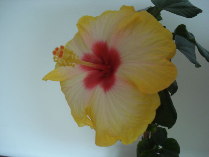 DSC03838 - Hibiscus Amanda Dubin