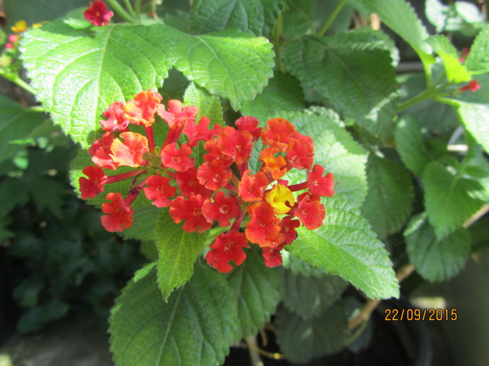 Lantana