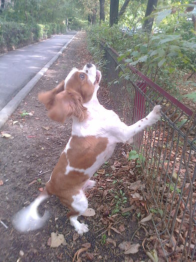 Octombrie2015 - Rasfatel