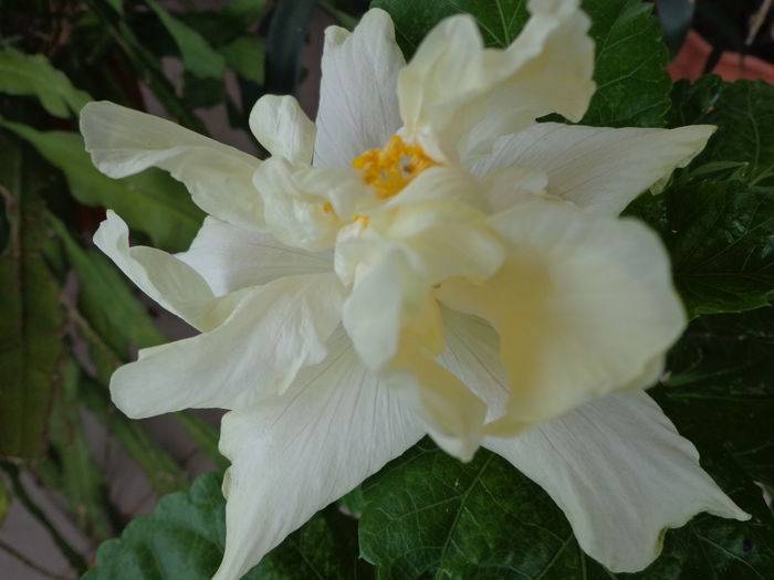 ELEPHANT EAR - A-HIBISCUSI DEOSEBITI