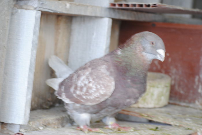 DSC_0761 M VANDUT; Mascul- VANDUT
