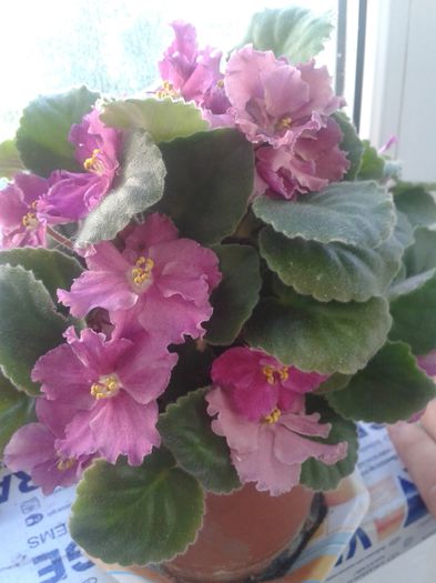 Violeta de la soacra mea